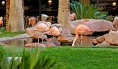 Flamingo Las Vegas Hotel Garden